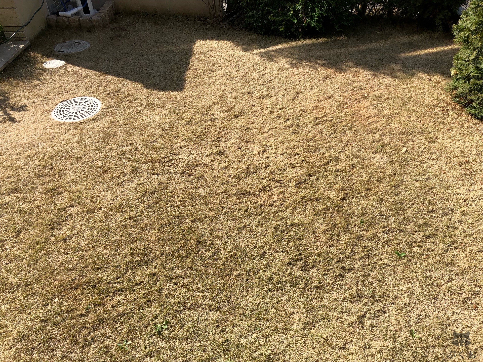 芝 根切り 時期 誕生 日 ライン 友達
